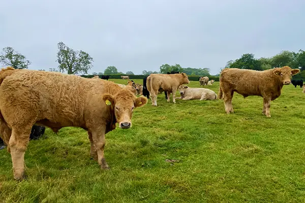 街のすぐそばに広がる放牧の風景