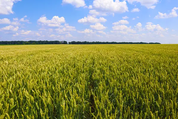 ウクライナの大地に広がる小麦とひまわり畑①