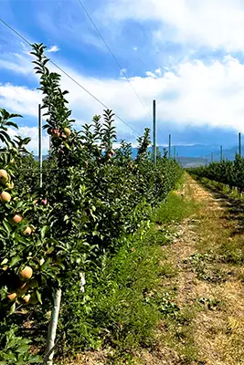 「アルマティ」は現地語でリンゴの町といいます